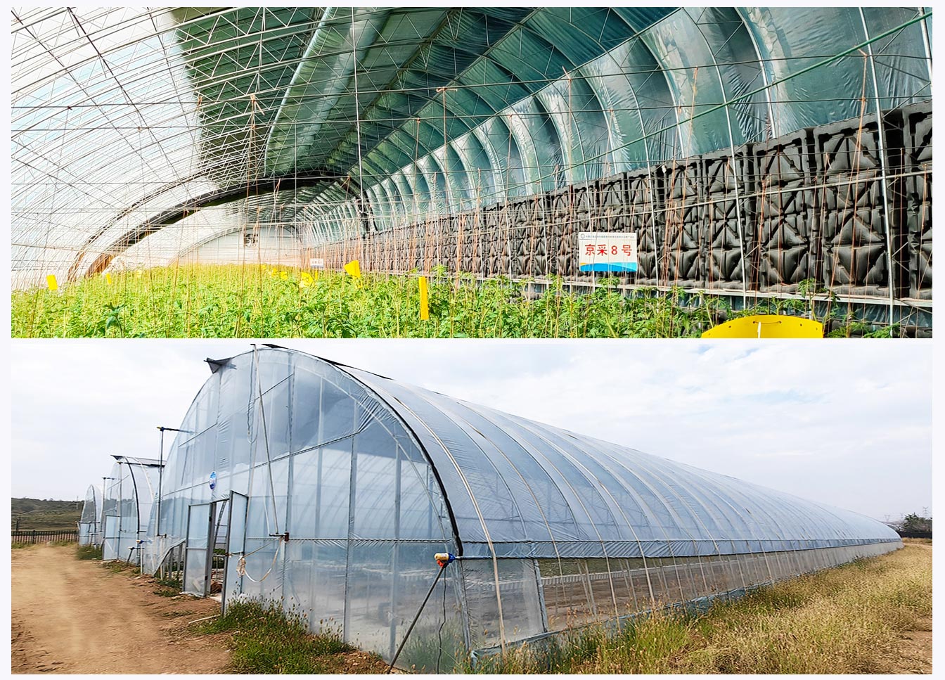石拐區現代智慧設施農業(yè)產(chǎn)業(yè)園_07.jpg