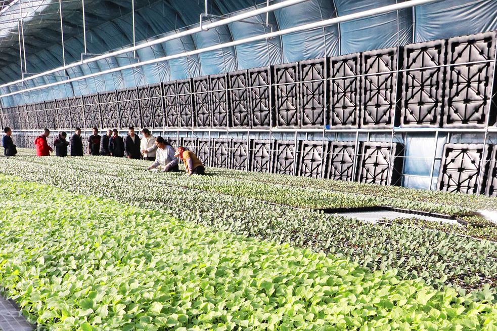 2024年會(huì )938圖日光溫室切33.jpg